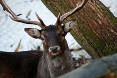 Killikus&reg; Fotographie